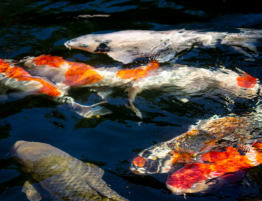 koi fishes in a pond