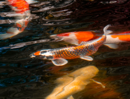 Koi Fishes in a pond