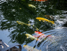 koi fishes in a hybrid pond