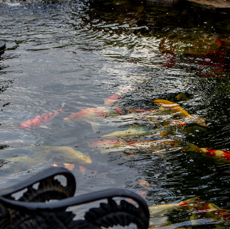 koi fishes in a hybrid pond
