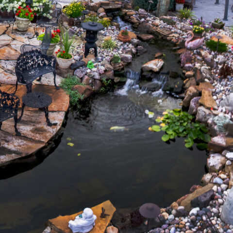 hybrid pond with water garden and koi fish
