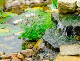 Tips on how to keep your pond clean.