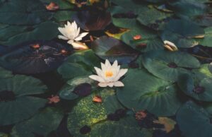 Waterlilly in a garden pond