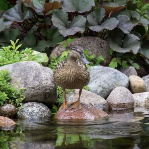 A duck on a rock in an ecosystem pond with surrounding foliage